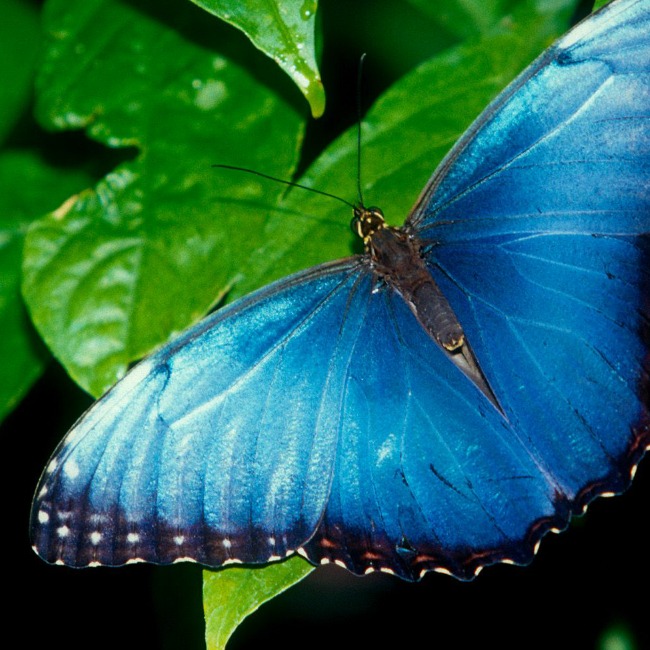 blue-butterfly - Christi Levannier | Spiritual Coach